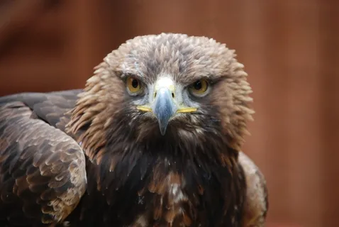 鹰，犀利，捕食者，鸟，飞，翅膀，羽毛