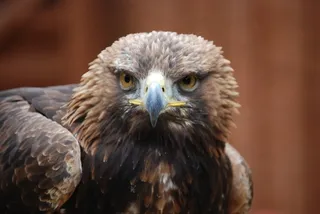 鹰，犀利，捕食者，鸟，飞，翅膀，羽毛