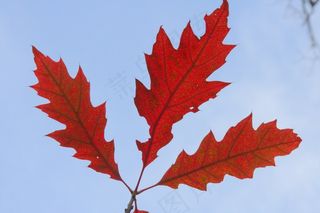 秋天，秋天的落叶，金色的秋天