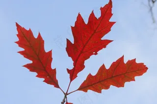 秋天，秋天的落叶，金色的秋天