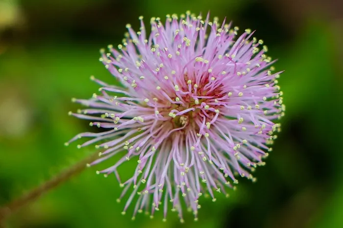 宏，花，花粉，红色，性质，罗莎，红玫瑰
