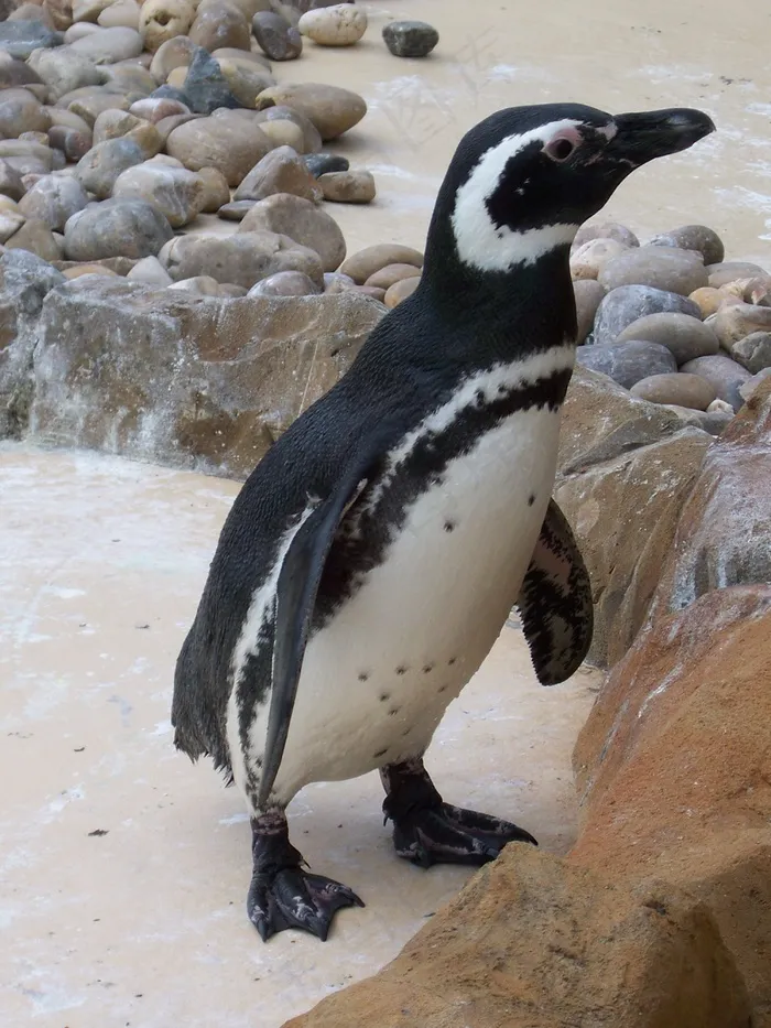 动物园，动物，自然，企鹅，动物，鸟