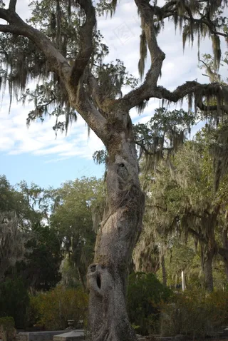 橡树，橡树，树，苔，公墓，萨凡纳