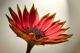 开花，粉红色，宏，Lichtspiel，花，植物