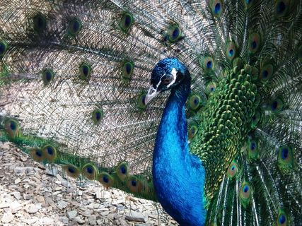 鸟，孔雀，羽毛，动物，蓝色，虹彩