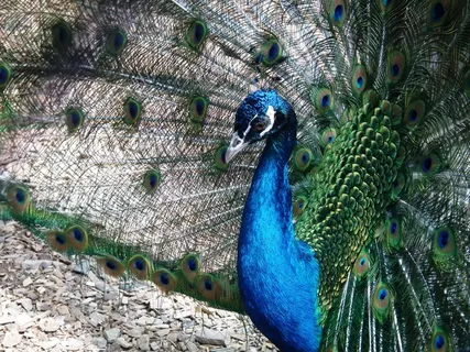 鸟，孔雀，羽毛，动物，蓝色，虹彩