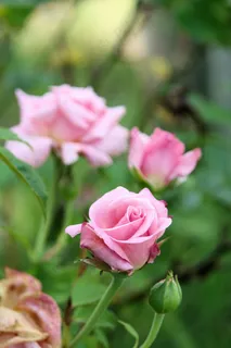 玫瑰,花园,玫瑰,花,性质,花的,粉红色 玫瑰,花园,玫瑰,花,性质,花的,粉红色