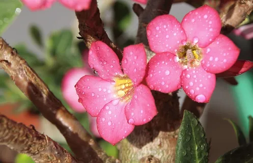 花,罗莎,沙漠,黄色,粉红色,紫,花瓣 花,罗莎,沙漠,黄色,粉红色,紫,花瓣