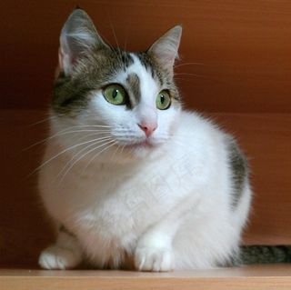 猫，可爱，猫的眼睛，小猫，小猫，猫的，宠物