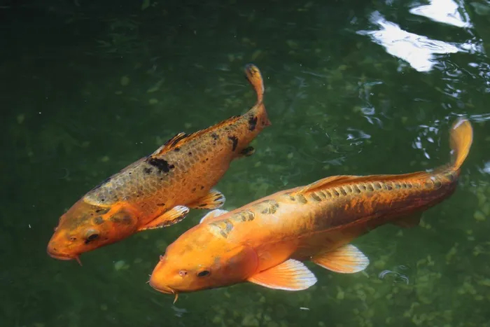 锦鲤，鱼，水，淡水鱼，鱼粗，湿
