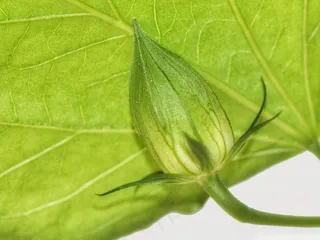 芽，叶子，绿色，年轻，性质，植物