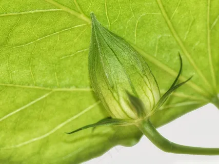 芽,叶子,绿色,年轻,性质,植物 芽,叶子,绿色,年轻,性质,植物