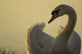 马祖里，波兰，天鹅，水，鸟，自然，动物