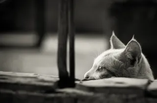 黑色和白色，动物，猫