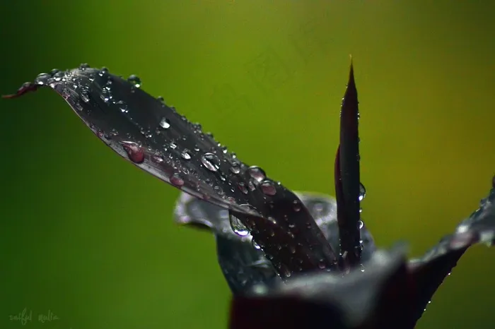 叶子，滴，滴，植物叶子，水，植物，自然
