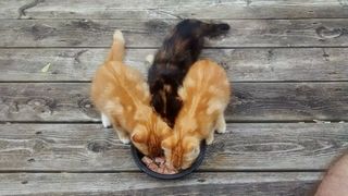 小猫，猫，动物，可爱，猫的，基蒂，年轻