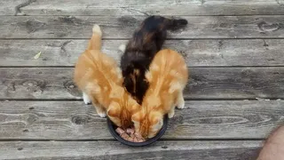 小猫，猫，动物，可爱，猫的，基蒂，年轻