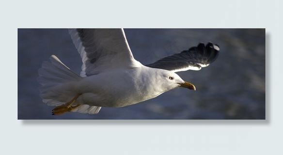 海鸥，鸟，飞行，动物，白色，野生