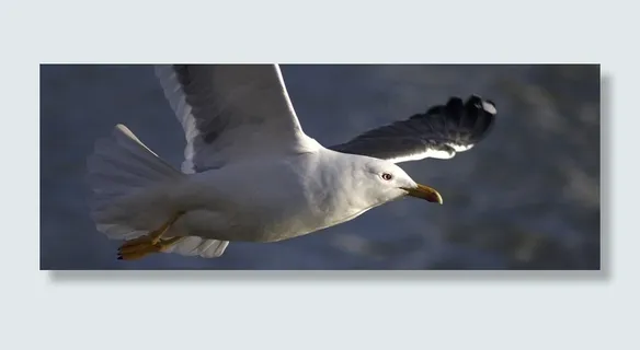 海鸥，鸟，飞行，动物，白色，野生