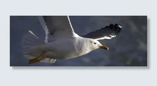 海鸥，鸟，飞行，动物，白色，野生