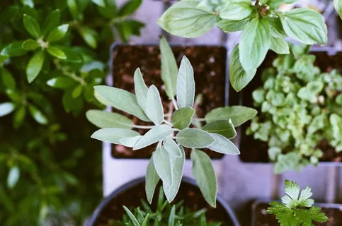 绿色,植物,盆栽,土壤,园艺 绿色,植物,盆栽,土壤,园艺
