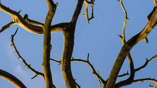 树，死，自然，干，木材，老，环境