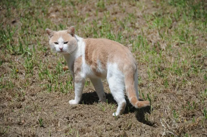 猫，小猫，宠物，姜，户外