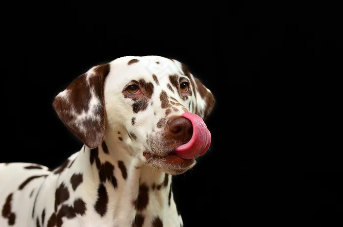大麦町犬,工艺品,麦町犬,斑点狗,斑点犬,达尔马提亚狗在黑色背景上的肖像