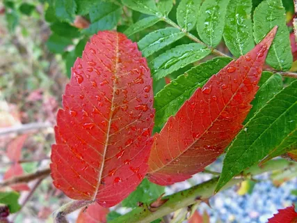 自然,叶子,宏,绿色,红色,花园,露滴 自然,叶子,宏,绿色,红色,花园,露滴