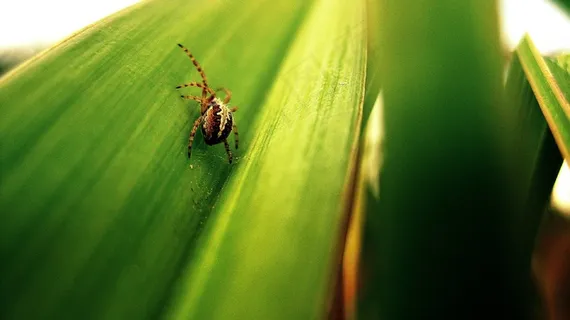 蜘蛛，花园蜘蛛，性质，宏，植物，绿色