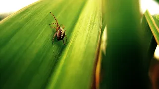 蜘蛛，花园蜘蛛，性质，宏，植物，绿色