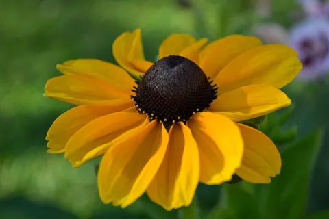 黄金菊，花，橙色，黄色，头，花粉