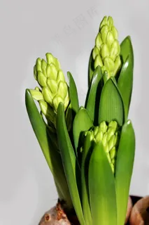 风信子,风信子,鲜花,灯泡,春天 风信子,风信子,鲜花,灯泡,春天