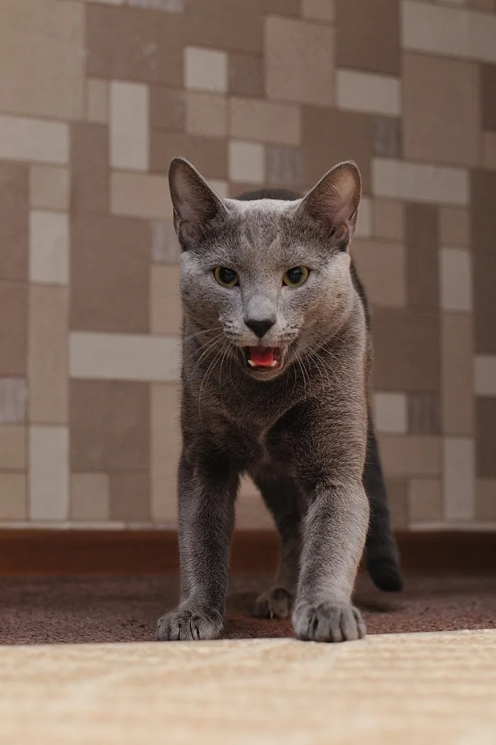 猫，动物，宠物，毛皮，蓬松猫，猫，灰色