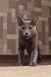 猫，动物，宠物，毛皮，蓬松猫，猫，灰色