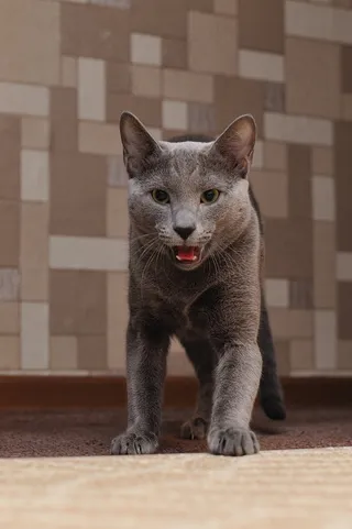 猫，动物，宠物，毛皮，蓬松猫，猫，灰色