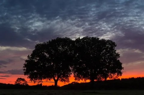 树木，天空，红色，燃烧，地平线，双树，自然