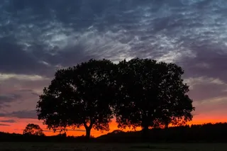 树木，天空，红色，燃烧，地平线，双树，自然