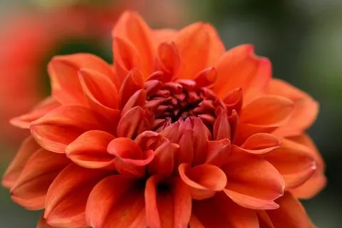 花园,大丽花,红色,关闭,开花,盛开,盛开 花园,大丽花,红色,关闭,开花,盛开,盛开