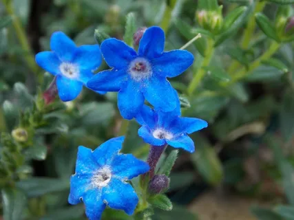 花,蓝色,春天,关闭,自然 花,蓝色,春天,关闭,自然