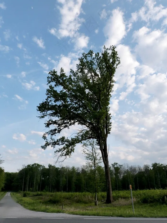 树，风，道路，森林，越野，树干，农村