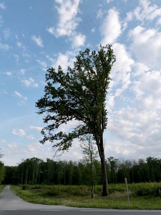 树，风，道路，森林，越野，树干，农村