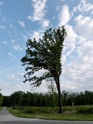 树，风，道路，森林，越野，树干，农村