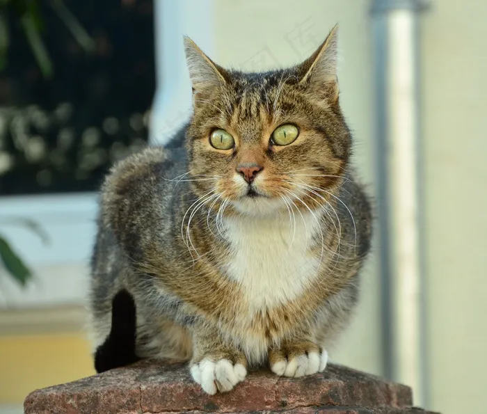 猫，猫的眼睛，动物，家猫，Mieze，阿迪达斯