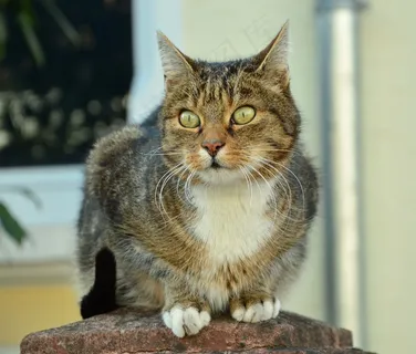 猫,猫的眼睛,动物,家猫,Mieze,阿迪达斯 猫,猫的眼睛,动物,家猫,Mieze,阿迪达斯
