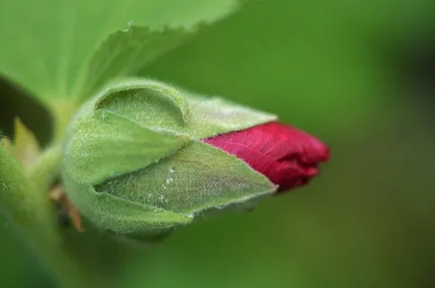 玫瑰,红色,花,性质,开花,花的,绿色 玫瑰,红色,花,性质,开花,花的,绿色