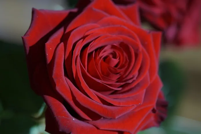 玫瑰，红色，红玫瑰，花，开花，玫瑰绽放