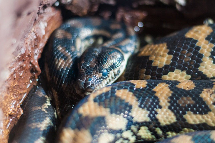 蛇，污渍，毒d，眼睛，毒液，动物园，性质，花园