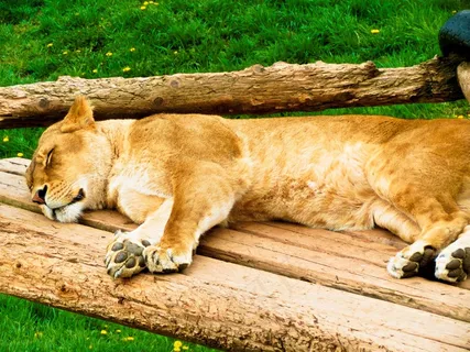 狮子，女性，休息，野生动物