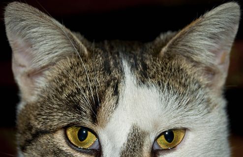 猫，毛皮，家养，猫科动物，小猫，小猫，动物